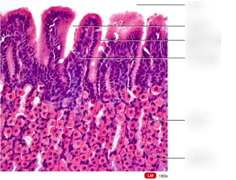 Stomach Histology Diagram Quizlet