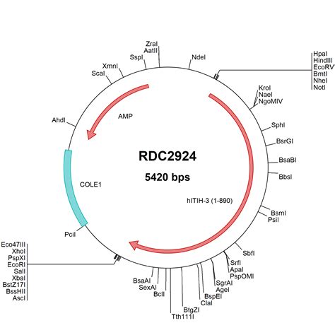 Human Itih Np Versaclone Cdna Rdc R D Systems