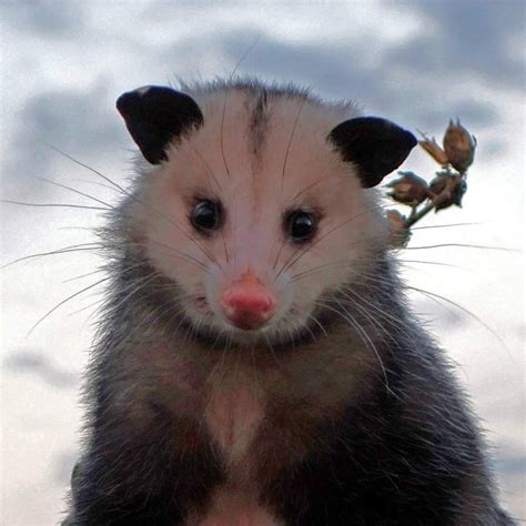 Possum Every Hour (@PossumEveryHour) 's Twitter Profile • TwiCopy