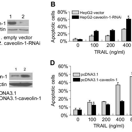 Caveolin Regulates Trail Induced Apoptosis A B Knockdown Of