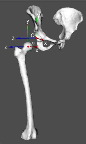 The Pelvic Coordinate System XYZ And The Femoral Coordinate System