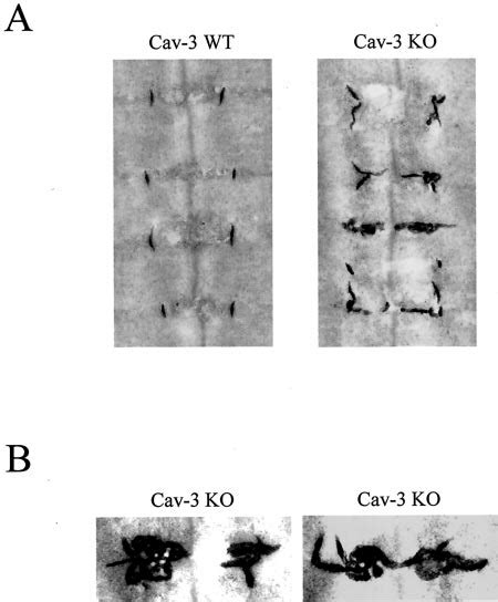 Caveolin-3 protein expression is required for the development of a ... 