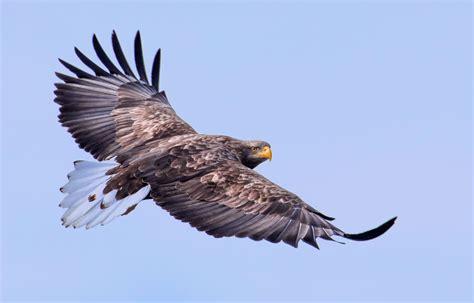 Exotic Winter Birds In Flight - Blain Harasymiw Photography