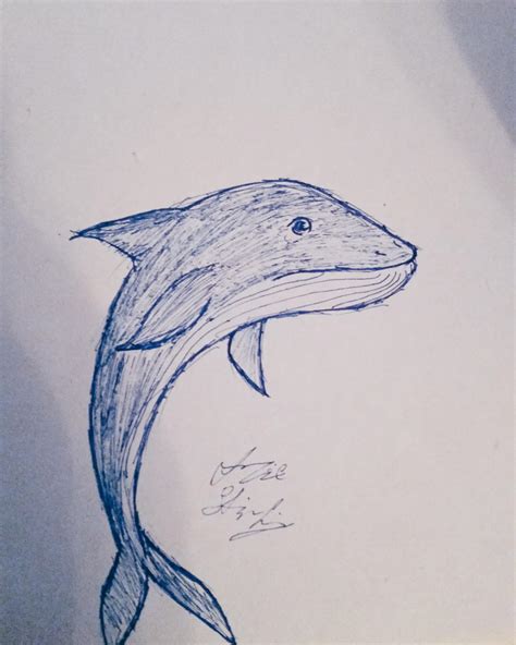 Blue whale sketch by FrostMirriam on DeviantArt