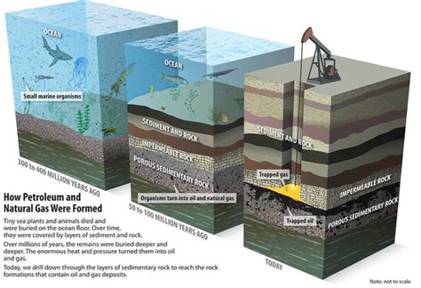 Oil Formation video notes - /Marine Sciencee