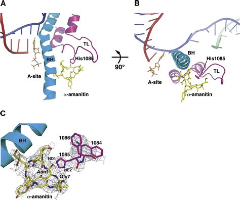 The Rna Polymerase Ii Trigger Loop Functions In Substrate Selection And