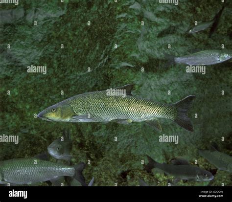 Barbel, barbus barbus Stock Photo - Alamy