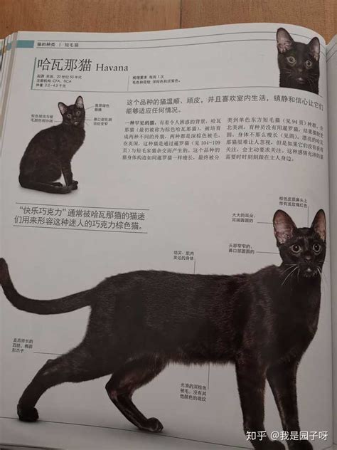 如何分辨孟买黑猫和中华田园黑猫？ 知乎