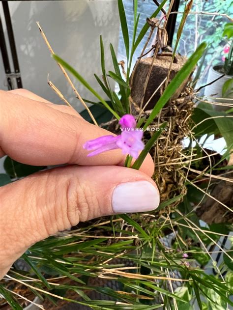 Isochilus Linearis Comprar En Vivero Roots