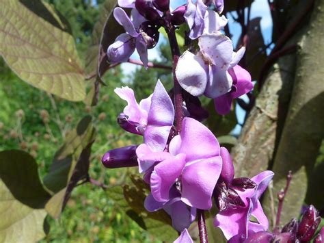 Dolichos_lablab_'Hyacinth_bean'_(Leguminosae)_flowers | Everything Backyard