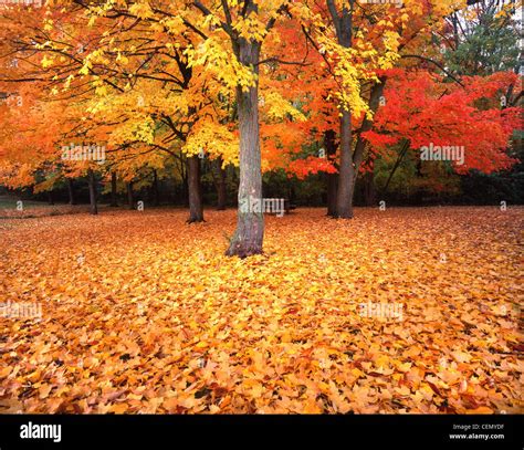 Fall colors adorn sugar maples at Deer Grove Forest Preserve in ...