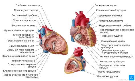 Сердце - Kenhub