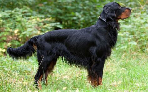 Gordon Setter Carattere E Caratteristiche Del Setter Scozzese Bepuppy