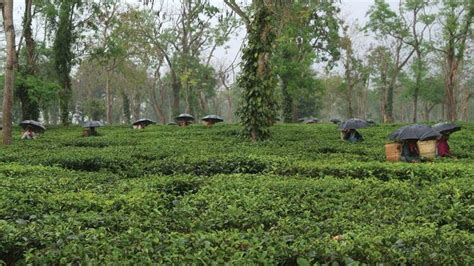 Assam Tea Plant Plant Britannica