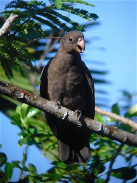 Birds of Seychelles: Black Parrot and Paradise Fly Catcher - Le-Nautique