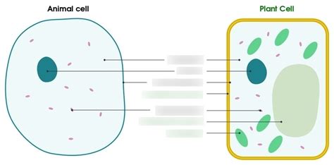 BIOLOGY Unit 1 Diagram Quizlet