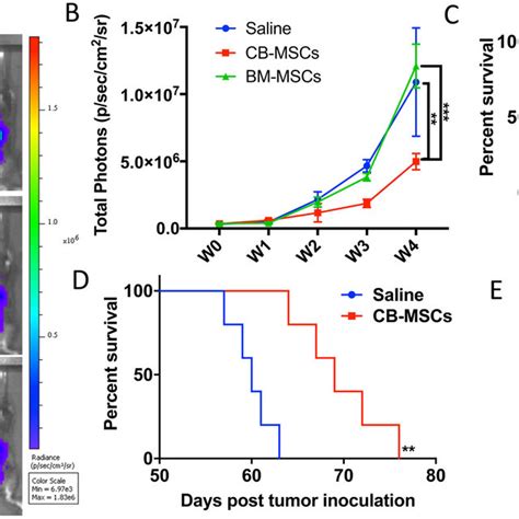 Phenotypes Of Mouse Cb Mscs A Morphology Of Primary Cb Mscs Under Download Scientific