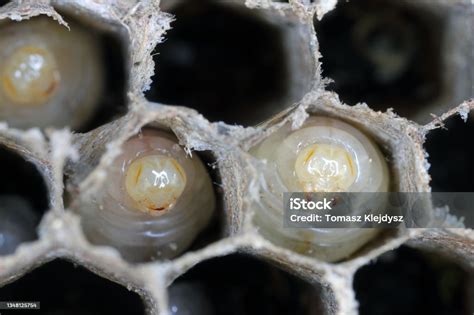 Hexagonal Cells With Larvae Of Common Wasp Exposed Centre Of Wasps Nest With Grubs Visble In