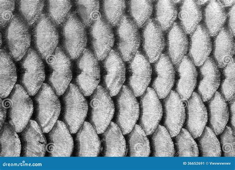 Fish Scales Under The Microscope, Background Stock Photo ...