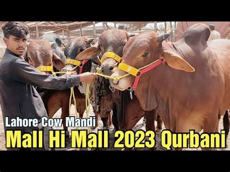 Cow Mandi Lahore 2023 Qurbani Ka Mall Sahiwal Cholistani Bachre