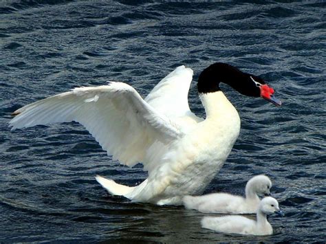 Swan Cisne Cuello Negro Cisne Cuello Negro Aves De Colores