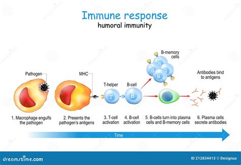 Immune Response Humoral Immunity Stock Vector Illustration Of