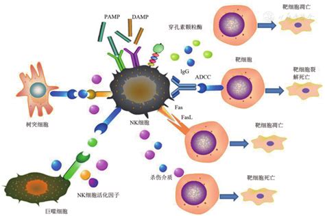 细胞免疫疗法 肿瘤细胞免疫治疗的新方向 CAR NK细胞疗法 全球肿瘤医生网