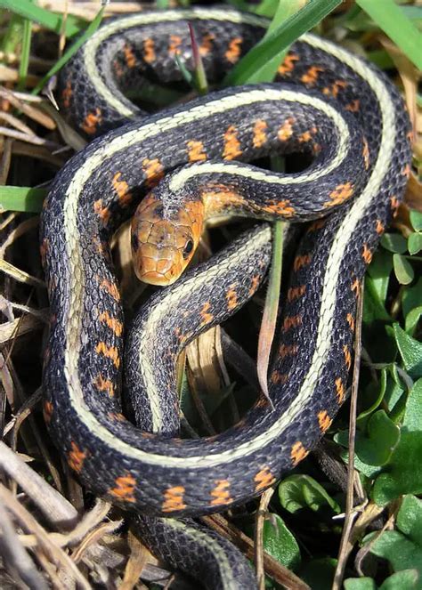 Thamnophis Sirtalis Common Garter Snake Usa Snakes