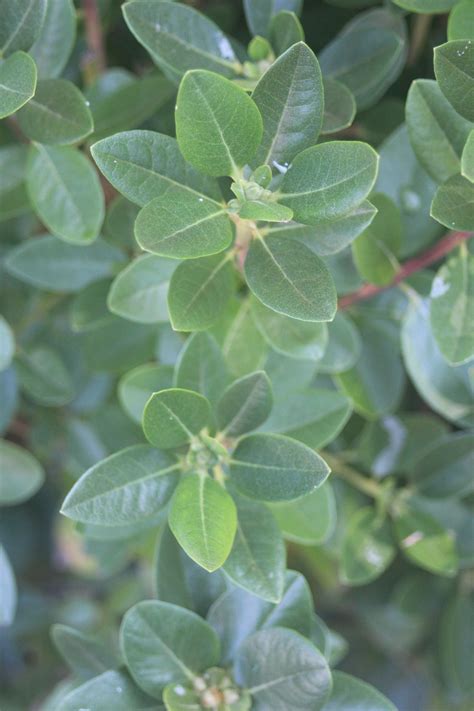 Rhododendron PJM Elite – Bosco's Garden Center