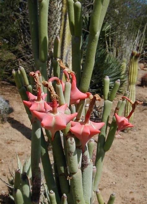 CalPhotos Pedilanthus Macrocarpus Ladys Slipper Cactus Plants