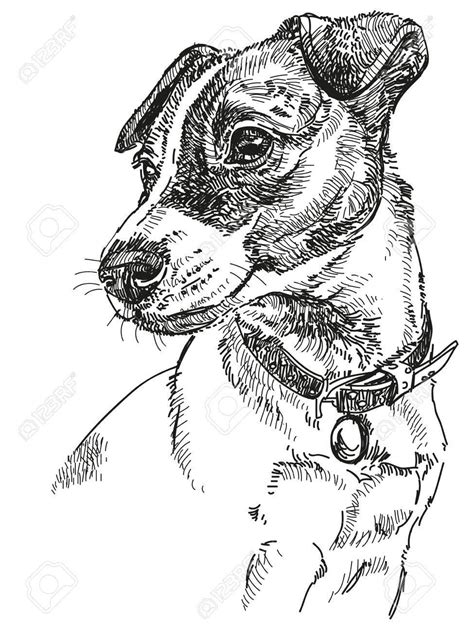 Vector Portrait Of Dog Jack Russel Terrier In Black Color Hand Drawing