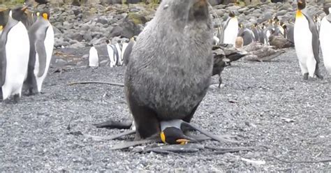 Seals Caught On Camera Trying To Have Sex With Penguins Mirror Online