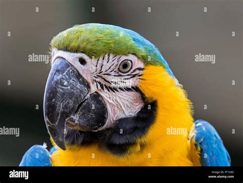 Australian parrot flying hi-res stock photography and images - Alamy