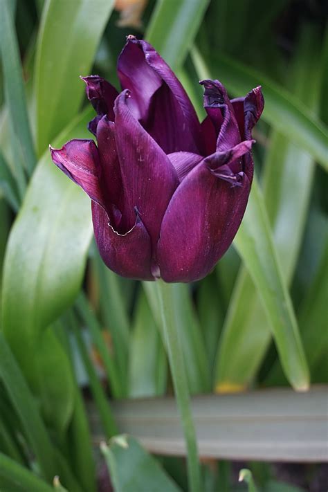The Tulip Free Stock Photo - Public Domain Pictures