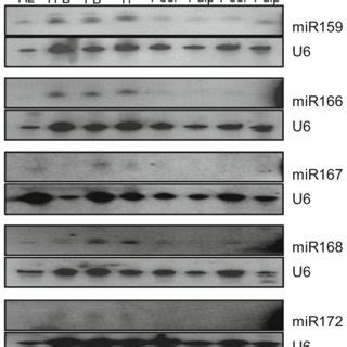 Northern Blot Hybridization Analysis Of Mirna Expression At Different