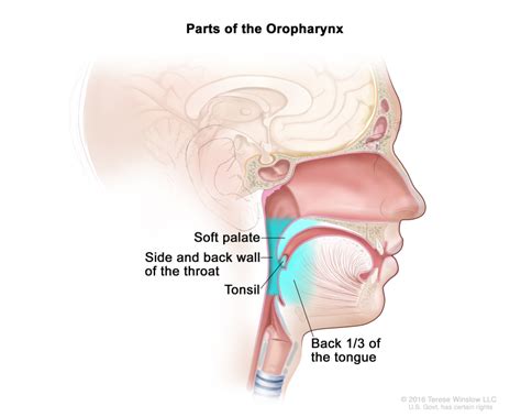 [Figure, Parts of the oropharynx. The...] - PDQ Cancer Information ...