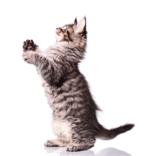 Gato De Maine Coon De Meses De Edad Gato Aislado Sobre Fondo Blanco