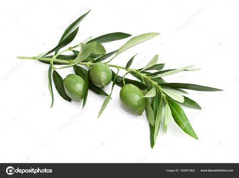 Branch Of Green Olives Stock Photo Antoniogravante