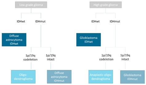 Classification Of Gliomas According To The Who Classification