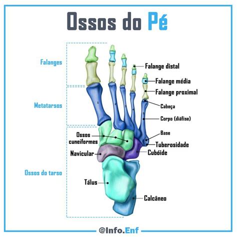 Quanto Tempo Demora Para O Osso Do Pé Colar - Ossos do Pé | Ossos do pe anatomia, Anatomia dos ossos, Anatomia do ...