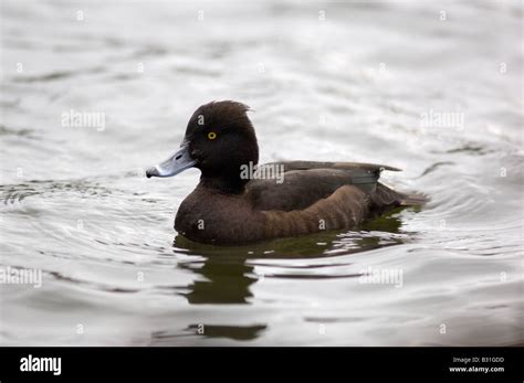 Female Tufted Duck Hi Res Stock Photography And Images Alamy