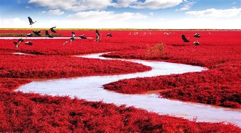 Ada Pantai Merah Di Tiongkok Okezone Travel