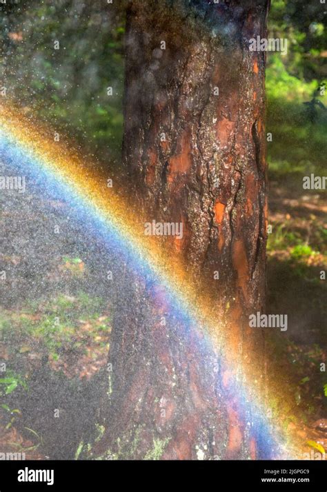 Rainbow Formed From Spraying With A Garden Hose Stock Photo Alamy