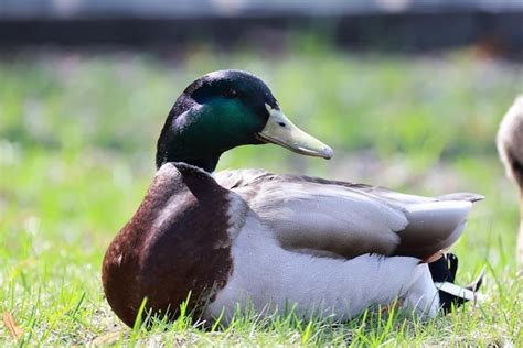 Premium Photo | Mallard duck in the wild, migratory bird, seasonal ...