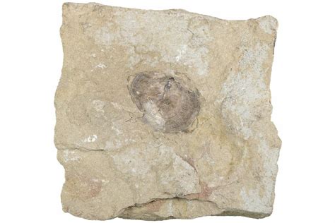 1.05" Fossil Brachiopod (Lingula) - Montana (#219272) For Sale ...