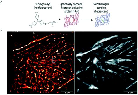 Fluorogenic Probes For Super Resolution Microscopy Organic