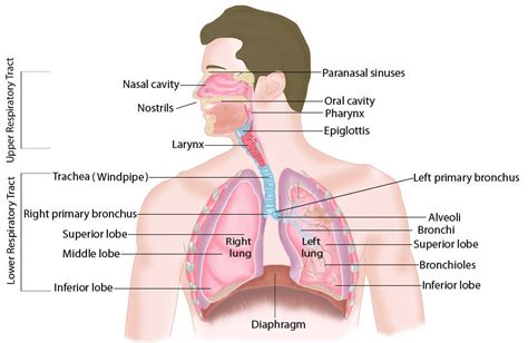 oilsandplants.com ~ Respiratory System