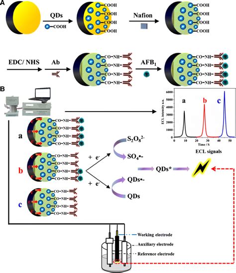 A Fabrication And B Detection Principle Of The Proposed Qds Based