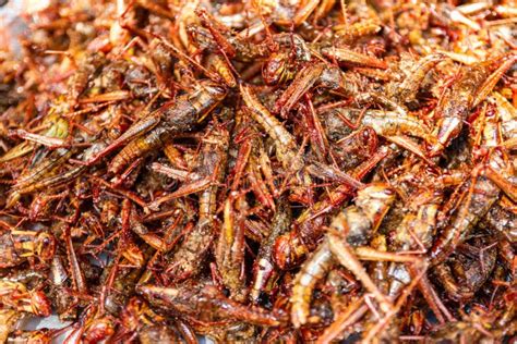 Fried Insects Grasshopper Insect Crispy Thai Food At The Street Food Market Stock Image