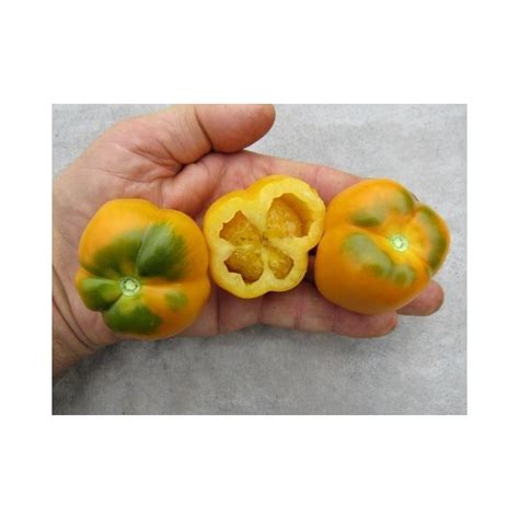 Yellow Stuffer Tomato Seeds Price 2 00